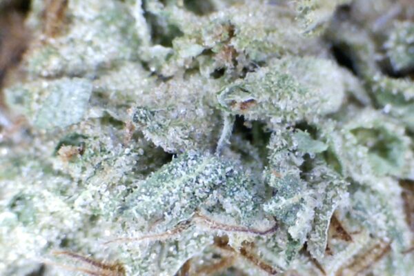 Green Crush OG  by: Mountain Made Farm - Image 4